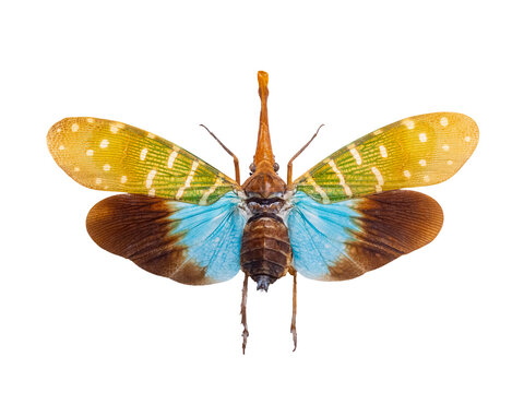 Lanternfly insect with colorful spread wings isolated on white background.