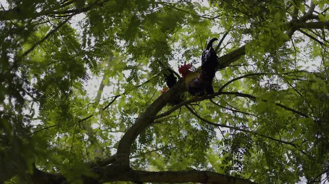 Rooster Perched On A Tamarind Tree Branch In Rural Garden