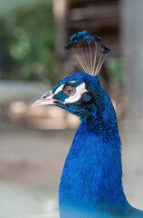 Obraz premium Close-up Side Profile of a Male Peacock Head and Neck