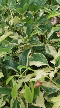A close-up shot showcasing a dense cluster of variegated Schefflera leaves with striking green and cream-white patterns, adorned with fresh raindrops