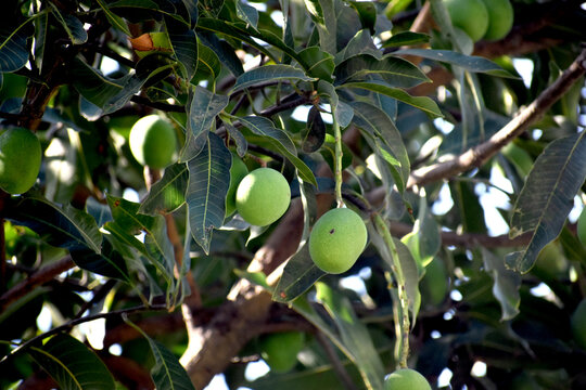 Row Mango