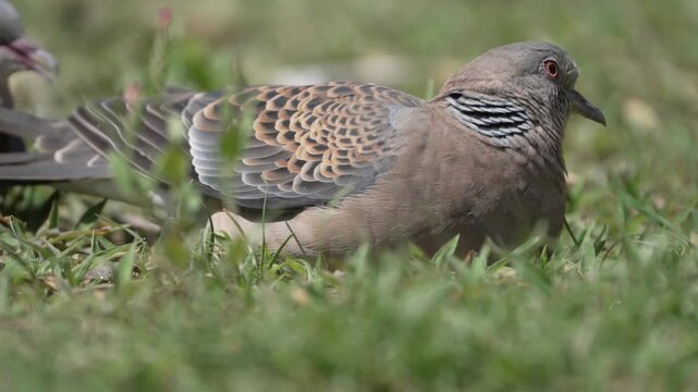 Close up of an Oriental Turtle Dove resting in green grass