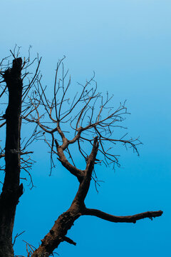 low-angle silhouette shot of a bare, leafless tree branch network stretching outwards against a deep, vibrant gradient blue sky.