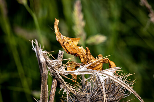 A ghost mantis in a meadow  (Phyllocrania paradoxa)