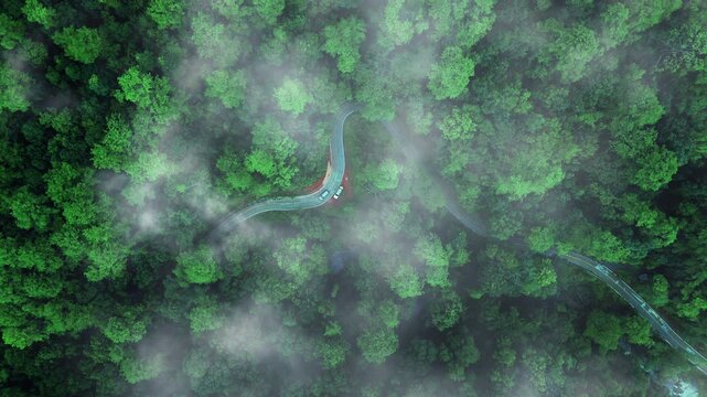 Green tree nature background for carbon neutrality and net zero emissions concept. Drone view of green tree captures CO2 to Sustainable green environment.	
