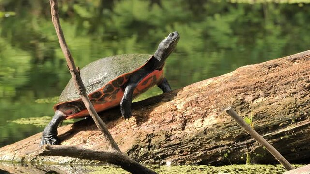 A painted turtle (Chrysemys picta) rests on a dead tree in a pond.