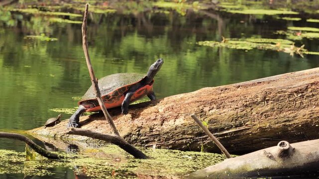 A painted turtle (Chrysemys picta) rests on a dead tree in a pond.