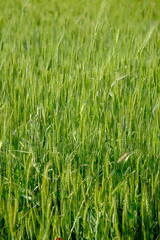 Fototapeta premium green field of wheat