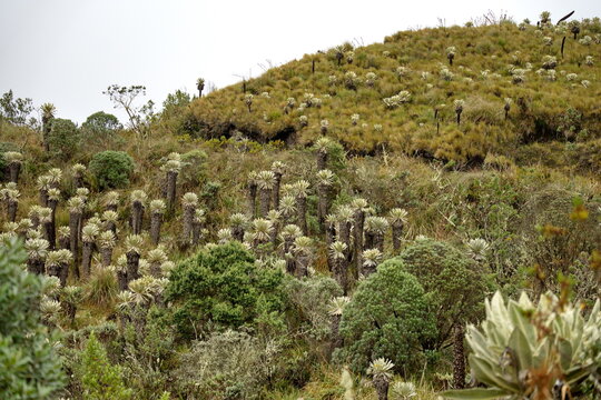Hill with frailejones and other paramo vegetation at El Angel Reserve, Carchi, Ecuador, on a rainy day