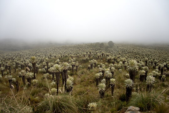 Frailejone plants in a foggy landscape at El Angel Reserve, Carchi, Ecuador, on a rainy day