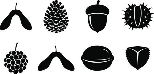 Vector silhouettes of diverse seeds, nuts, and fruits including maple samara, pine cone, acorn, chestnut, walnut, and berry forms © MDMAHMUDUL