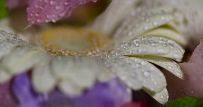 Moist white gerbera up close, decorative gerbera is strewn with small water droplets after spraying in a flower shop