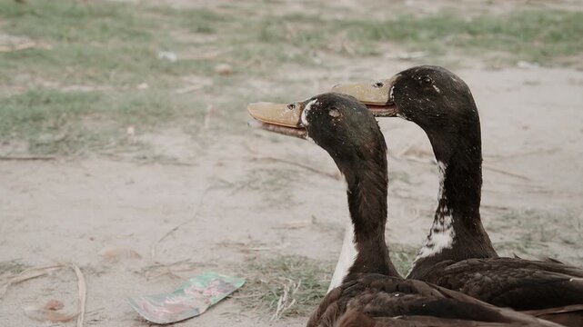 Pair of Domestic Ducks Quacking Together