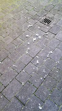 Flower pollen bouncing on a paved ground during a summer storm