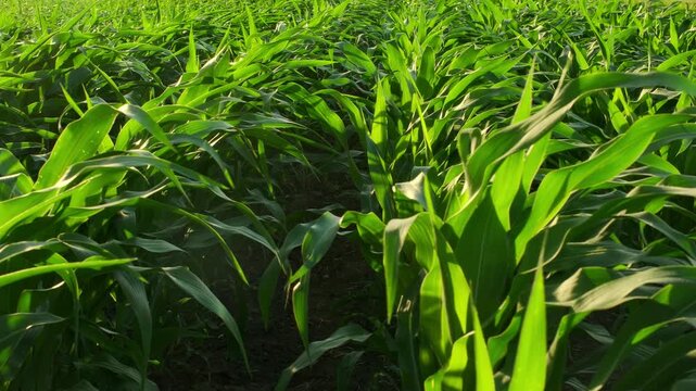 Rows of corn plants on a field with the wind gently moving the lush fresh leaves. A green sunny agricultural scene in slow motion. 