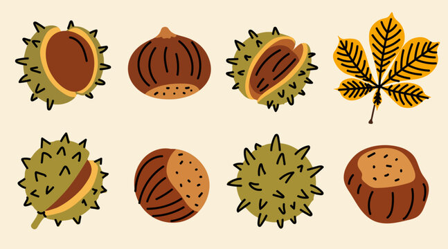 Flat vector collection of chestnuts and chestnut burrs with autumn leaf. Cute hand drawn forest nuts and botanical elements isolated on neutral background.