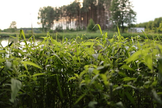 Krajobraz nad rzeką. Drzewa i zielone, gęste zarośla rosnące nad rzeką