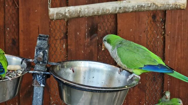 Pretty green parrot on a feeder, close-up. Exotic parrot during feeding on a wooden background. Breeding exotic birds. Bright green parrot sits on the edge of a steel bowl with food. Pet
