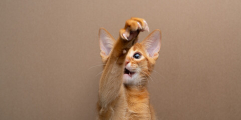 abyssinian kitten playing raising it's paw © furryfritz