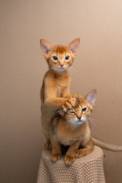 two abyssinian kittens siblings playing or wrestling