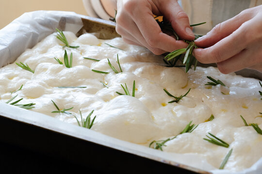 Unrecognizable female's hands are placing fresh rosemary leaves on top of dough in a tray. The dough is soft and bubbly. Traditional preparation of Italian flat bread