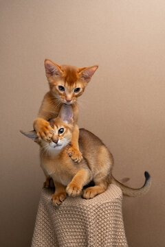 two abyssinian kittens siblings playing or wrestling