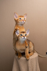 two curious abyssinian kittens studio portrait