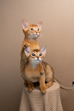 two curious abyssinian kittens studio portrait
