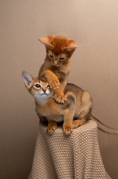 two abyssinian kittens siblings playing or wrestling