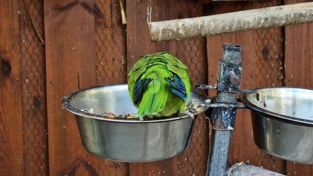 Pretty green parrot on a feeder, close-up. Exotic parrot during feeding on a wooden background. Breeding exotic birds. Bright green parrot sits on the edge of a steel bowl with food. Pet