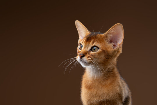 abyssinian kitten studio portrait on brown background