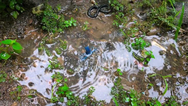 Raindrops splashing into a muddy puddle. Close-up of heavy rain dripping into a small outdoor puddle surrounded by green moss and tiny plants, creating ripples. Video transition, 4k, 60 fps