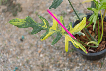 Closeup to florida beauty x mayoi x ( Florida beauty x mayoi ) x billietiae new hybrid plant    © rukawajung