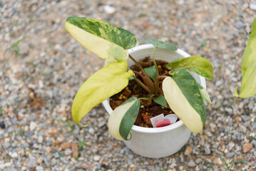  Philodendron Florida beautyx mayoi x spider  © rukawajung