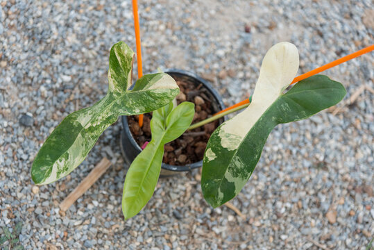 Philodendron Florida beauty x paraiso verde on ground  
