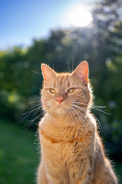 orange cat sitting outdoors in sunny garden