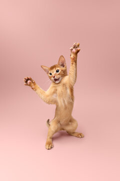 abyssinian kitten playing against neutral studio background