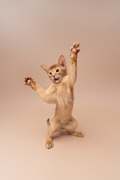 abyssinian kitten playing against neutral studio background