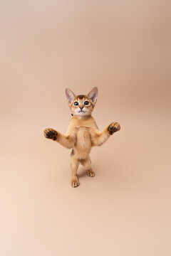 abyssinian kitten playing against neutral studio background