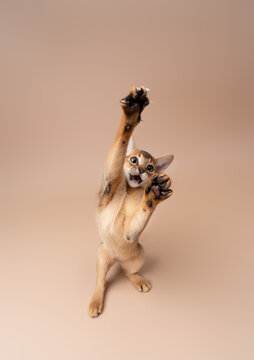 abyssinian kitten playing against neutral studio background
