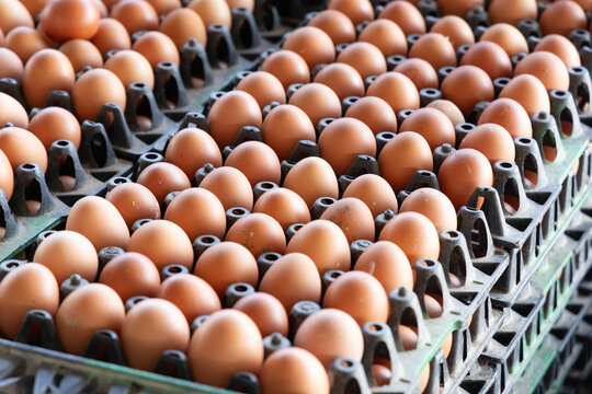Fresh brown chicken eggs in black plastic trays at a local market, perfect for agriculture business, organic food industry, poultry farming, and grocery store advertisement