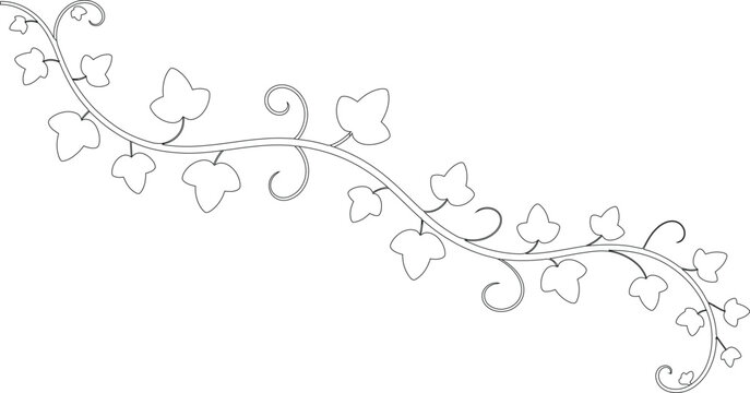 Diagonal ivy vine with scrolling tendrils and scattered leaves line illustration