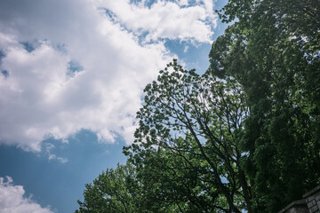 Fototapeta premium tree and sky