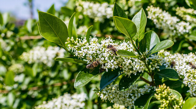 privet. Dense privet shrub blooming with tiny white flowers, bees collecting nectar. gardening catalogs, home-decor guides, designed for gardening and botanical catalogs, enhances decor appeal.