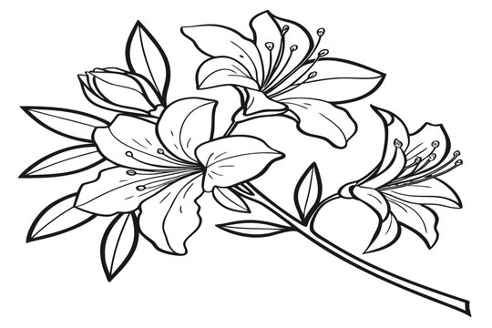 coloring page line art the mock azalea flower black vector