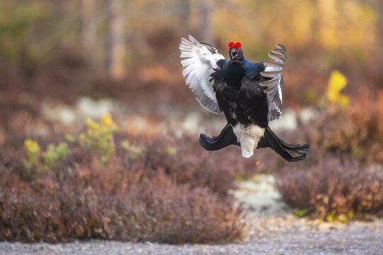 Black grouse (Lyrurus tetrix), black grouse courtship in Sweden, F&aring;gelsj&ouml;, G&auml;vleborgs l&auml;n, Sweden