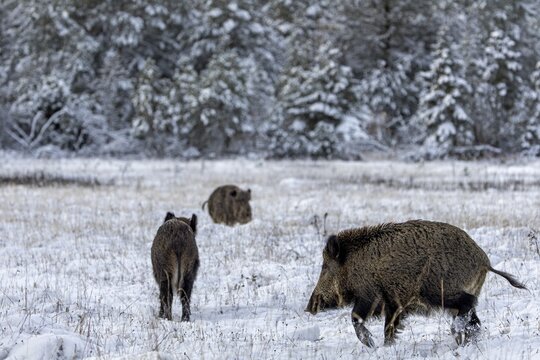 The wild boar boar (Sus scrofa) is fast approaching the mating, winter, snow, cold, rush season, mating season, November, Denmark