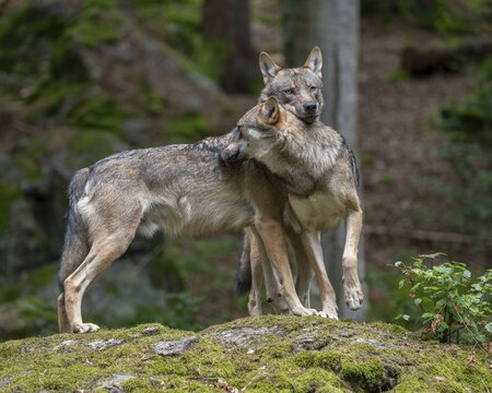 Wolves (Canis lupus) standing on a rock covered with moss, social behaviour, captive, Bavarian Forest National Park, Bavaria, Germany
