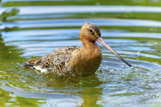 Lapwing sitting quietly in the water, natural light reflections on the surface, black-tailed godwit (Limosa limosa), France
