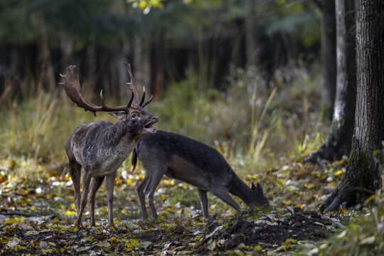 A fallow deer stands directly in the rut while the fallow deer (Dama dama) roars next to her, rut, mating season, deer rut, autumn, October, Germany